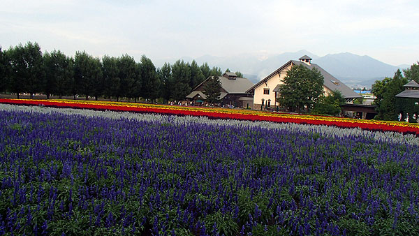 ファームとみた